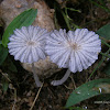 Pleated Inkcap Mushroom