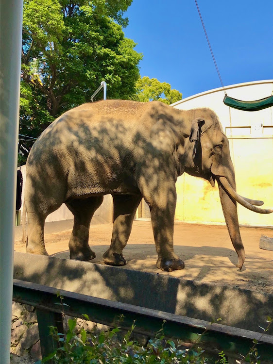 ステップワゴンスパーダのRK2・GWの過ごし方・田植え・動物園・初ラスベガスに関するカスタム事例の投稿画像5枚目