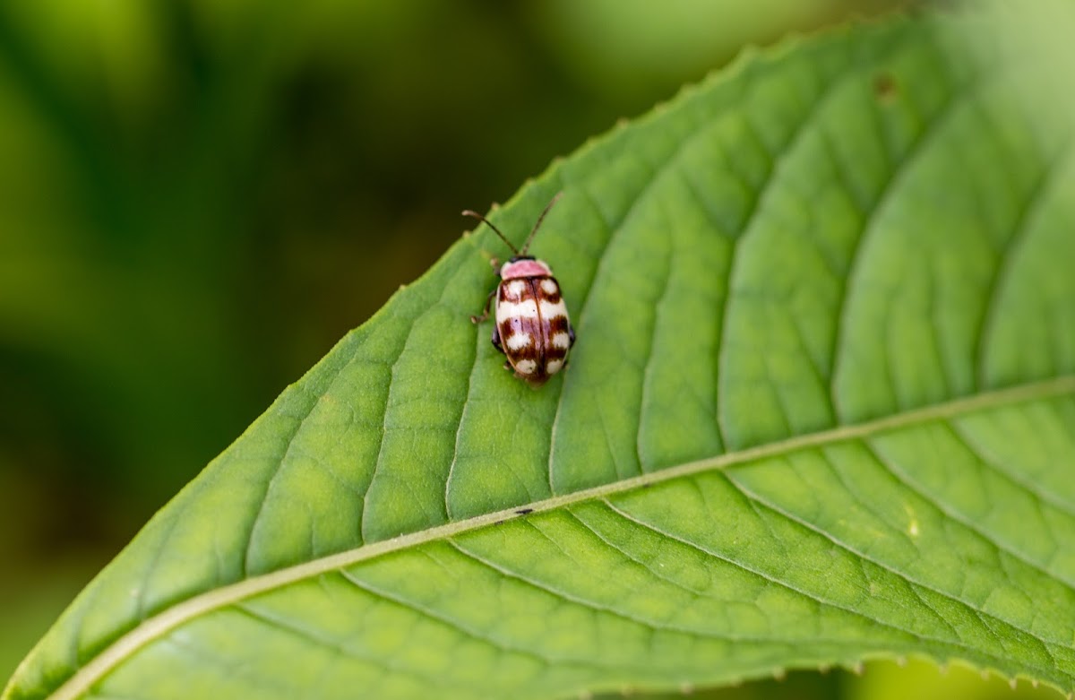 Leaf beetle