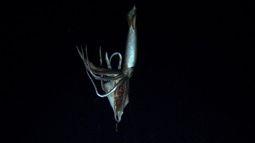 This video image, taken from footage by NHK and Discovery Channel shows a giant squid, up to eight metres (26 feet) long, holding a bait squid in its arms against the backdrop of dark oceanic depths at a depth of 630 meters (2,067 feet) in the sea near Ogasawara islands, 1,000km south of Tokyo.