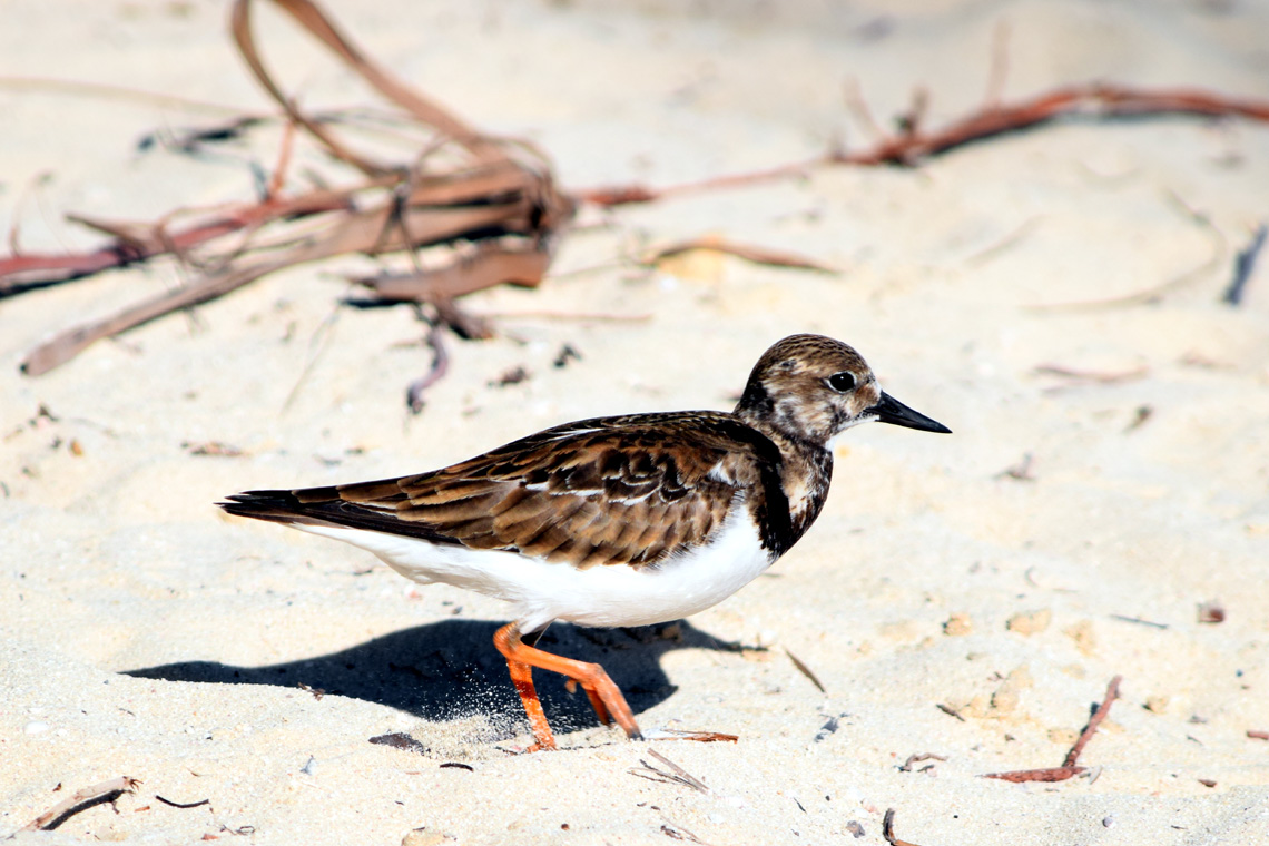 Ruddy Turnstone