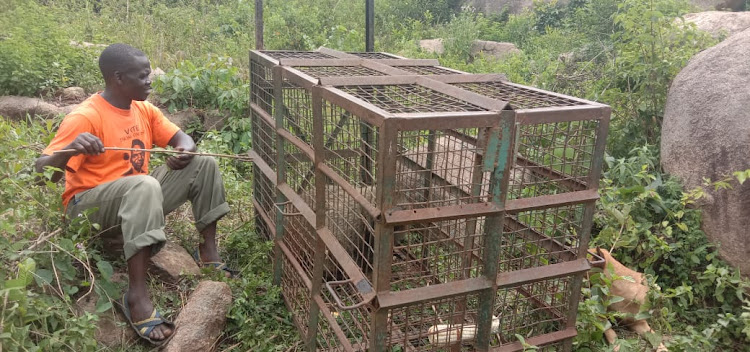 KWS trap has managed to capture a baboon in Akingli village in Kisumu West subcounty after years of suffering by farmers.