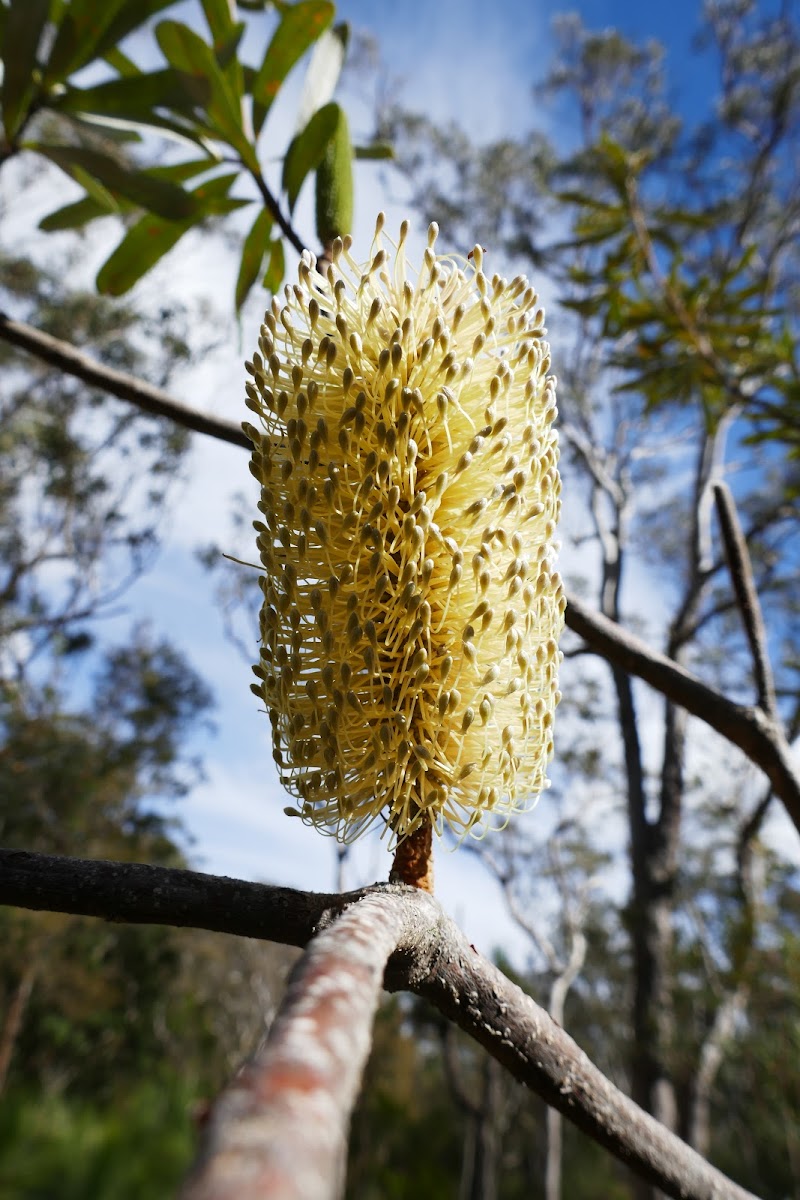 White Banksia