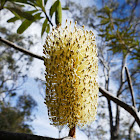 White Banksia