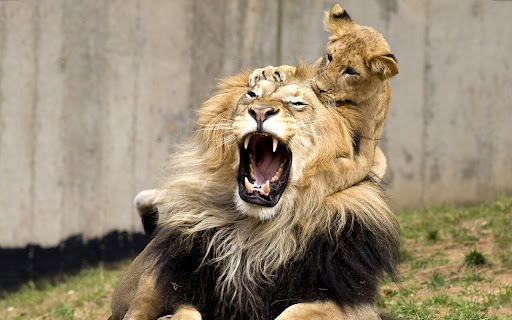 Majestic Lion and Playful Cub Share a Joyful screenshot 2
