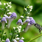 Hoary Skullcap or Downy Skullcap