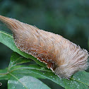 Flanel moth caterpillar