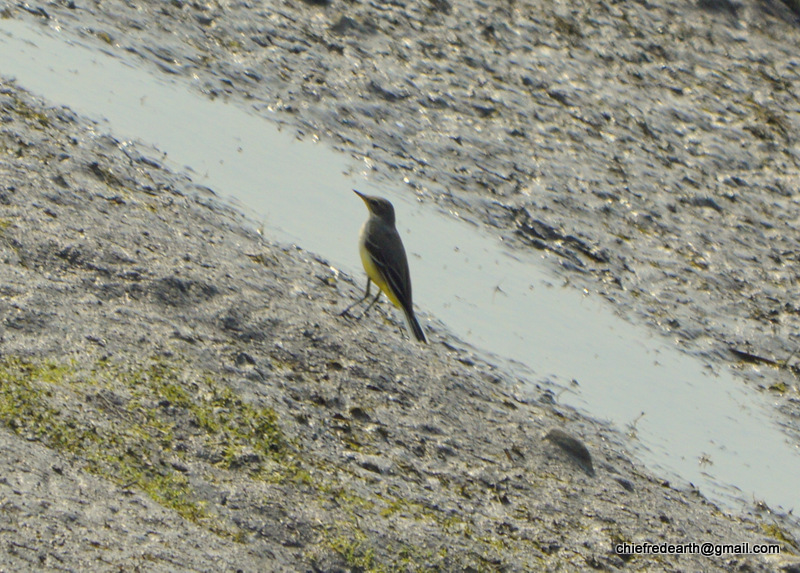 western yellow wagtail