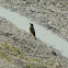 western yellow wagtail