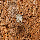 Ornamental Coin Spider