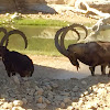 Nubian ibex