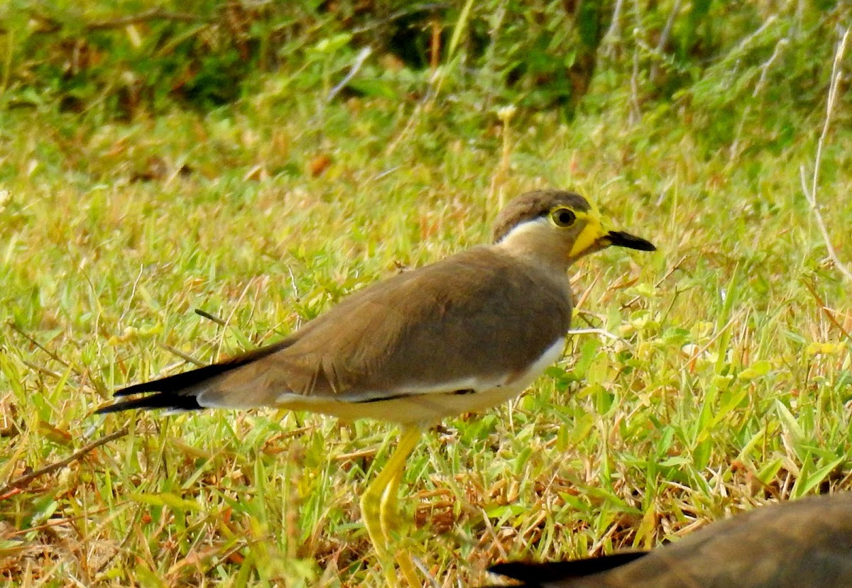 Yellow-wattled lapwing