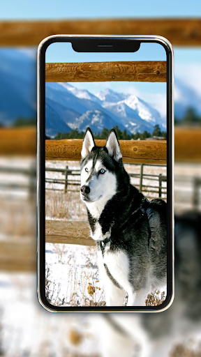 Husky Wallpaper Plus