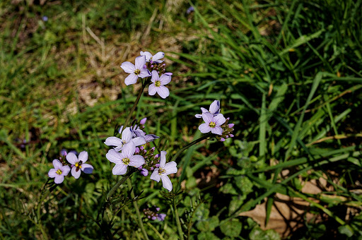 Cardamine pratensis