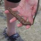 Light-Spotted Sea Cucumber