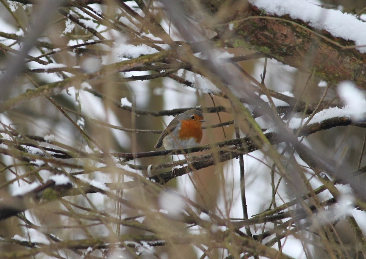 European robin