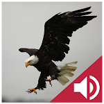 Cover Image of Download Bird and Animal soundboard 4.3 APK