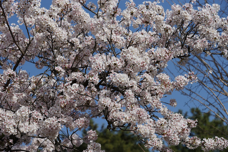 レヴォーグの桜ハンター・夕刻の風景・桜コラボ・色々なカメ活に挑戦・九華公園に関するカスタム事例の投稿画像3枚目