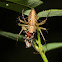 Lynx Spider with Prey