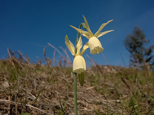 Narcissus triandrus