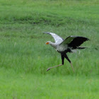 Secretary Bird