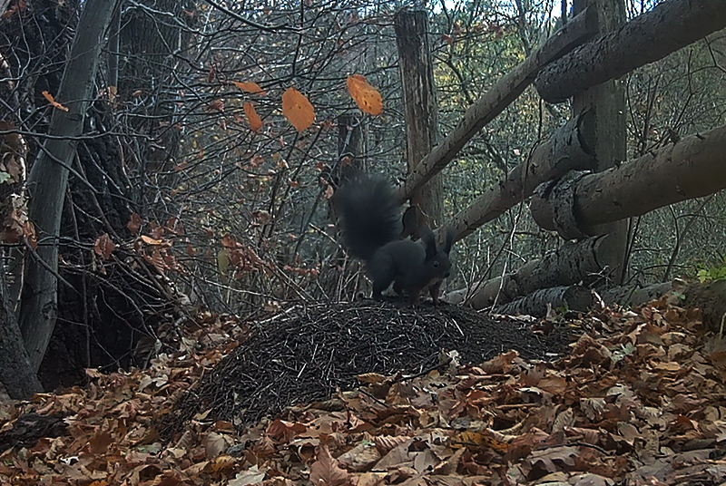 Eurasian red squirrel (black morph)