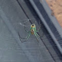 Orchard orbweaver