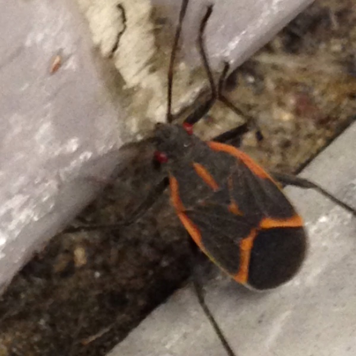 Eastern Boxelder Bug