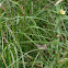 Desert Checkered Skipper