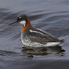 Red-necked Phalarope