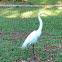 Great Egret