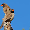 Bico-de-pimenta (Black-throated Saltator)