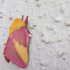 Rosy Maple Moth