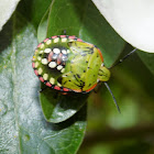 Southern green shield bug