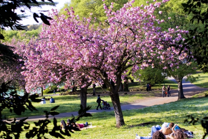 Viale delle magnolie di conteAttilio