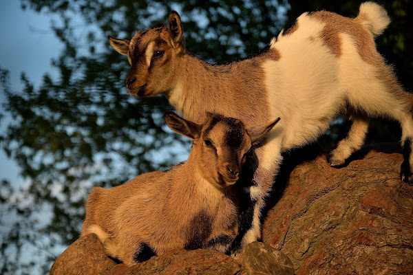 Gemelli diversi.. di effeenne