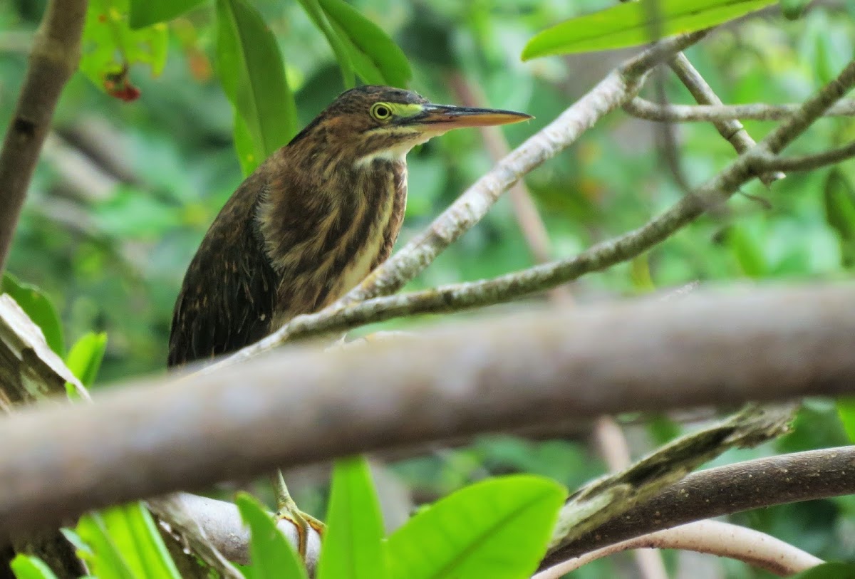 Green Heron