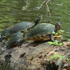 Coastal Plain Cooter