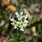 Shepherd's needle (Μυρώνι)