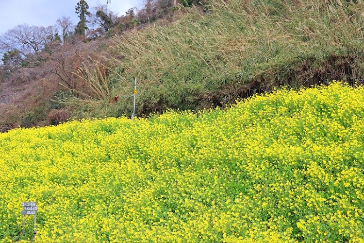 エクストレイルのエクストレイル・エクストレイルT32後期・エクストレイルT32・菜の花・菜の花畑に関するカスタム事例の投稿画像3枚目