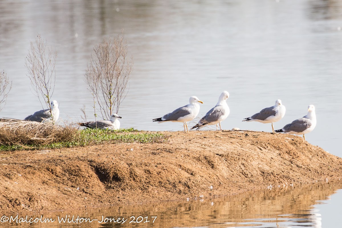 Yellow-legged Gull