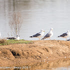 Yellow-legged Gull