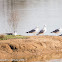 Yellow-legged Gull