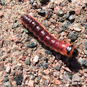 Sawfly Larvae