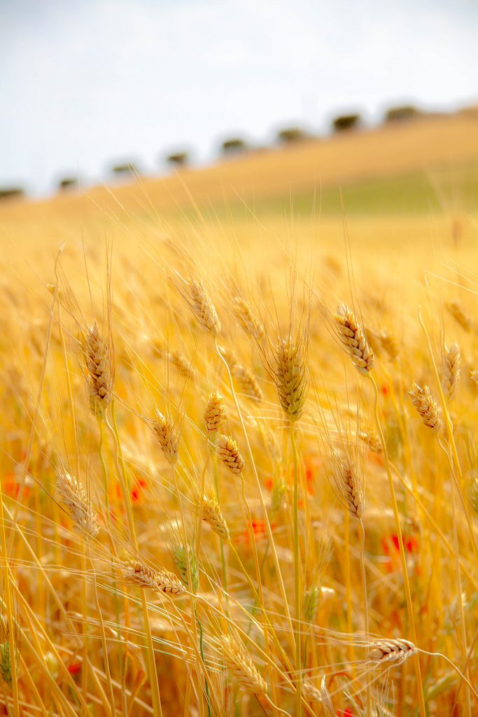 campo di pane di Giovanni Coccoli