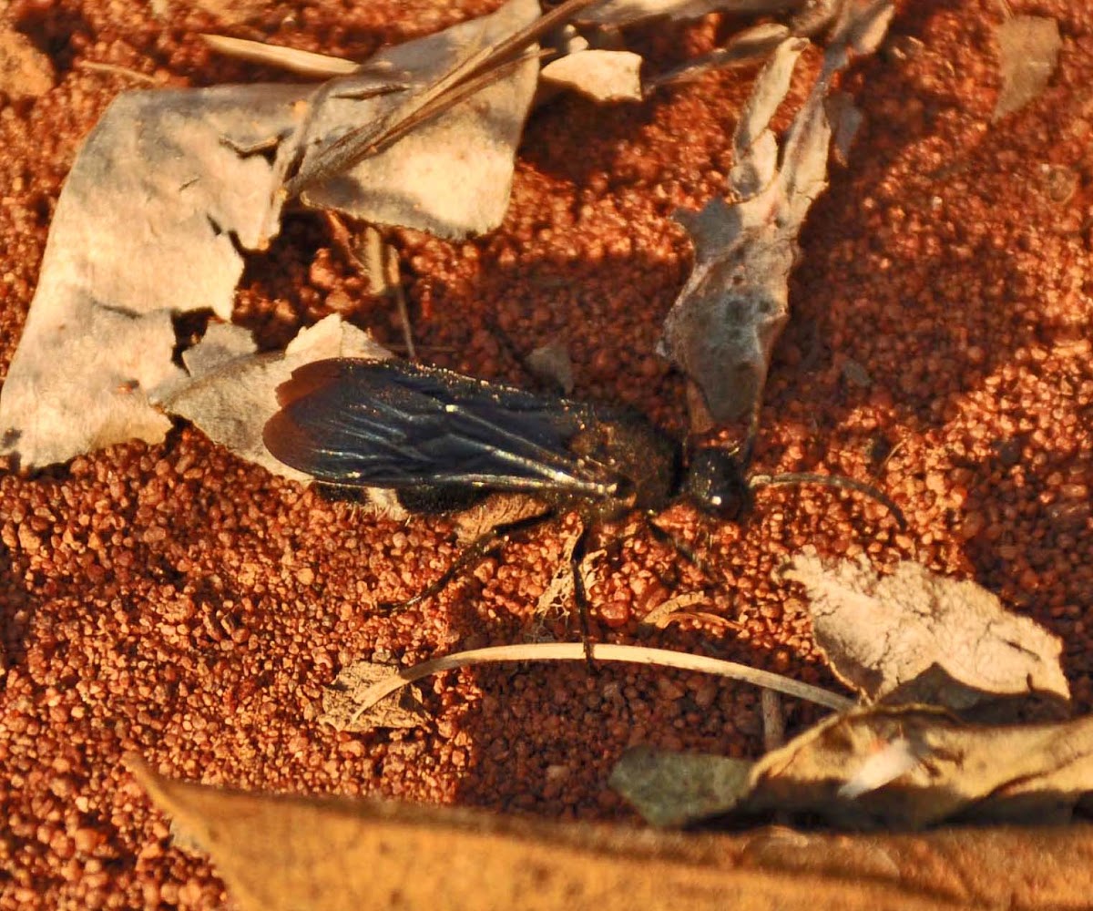 Velvet ants