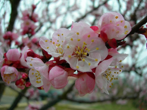 Voglia di primavera di lady oscar