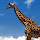 Giraffe Pop HD Animals New Tabs Theme