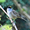 Golden-crowned sparrow (male in breeding plumage)