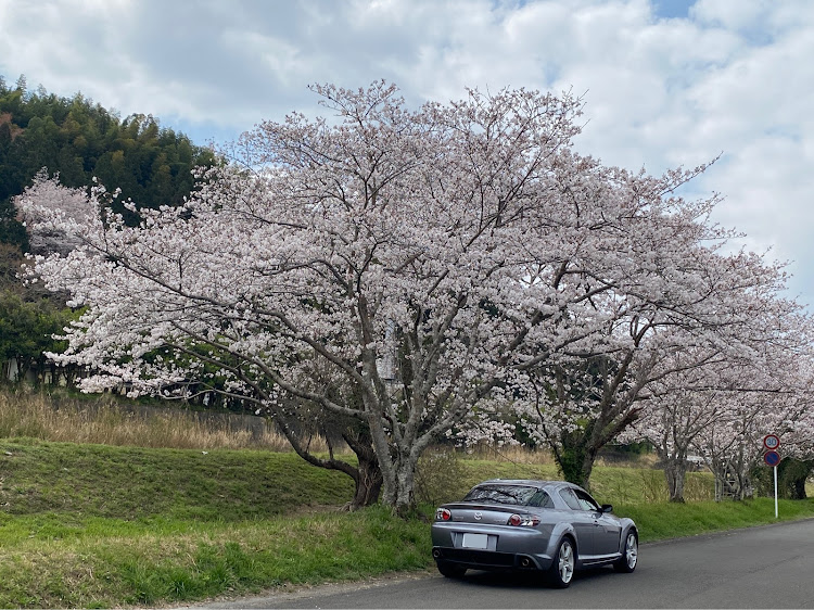 ランディの桜とコラボ・ランディ・C25・rx-8・ロータリーに関するカスタム事例の投稿画像3枚目